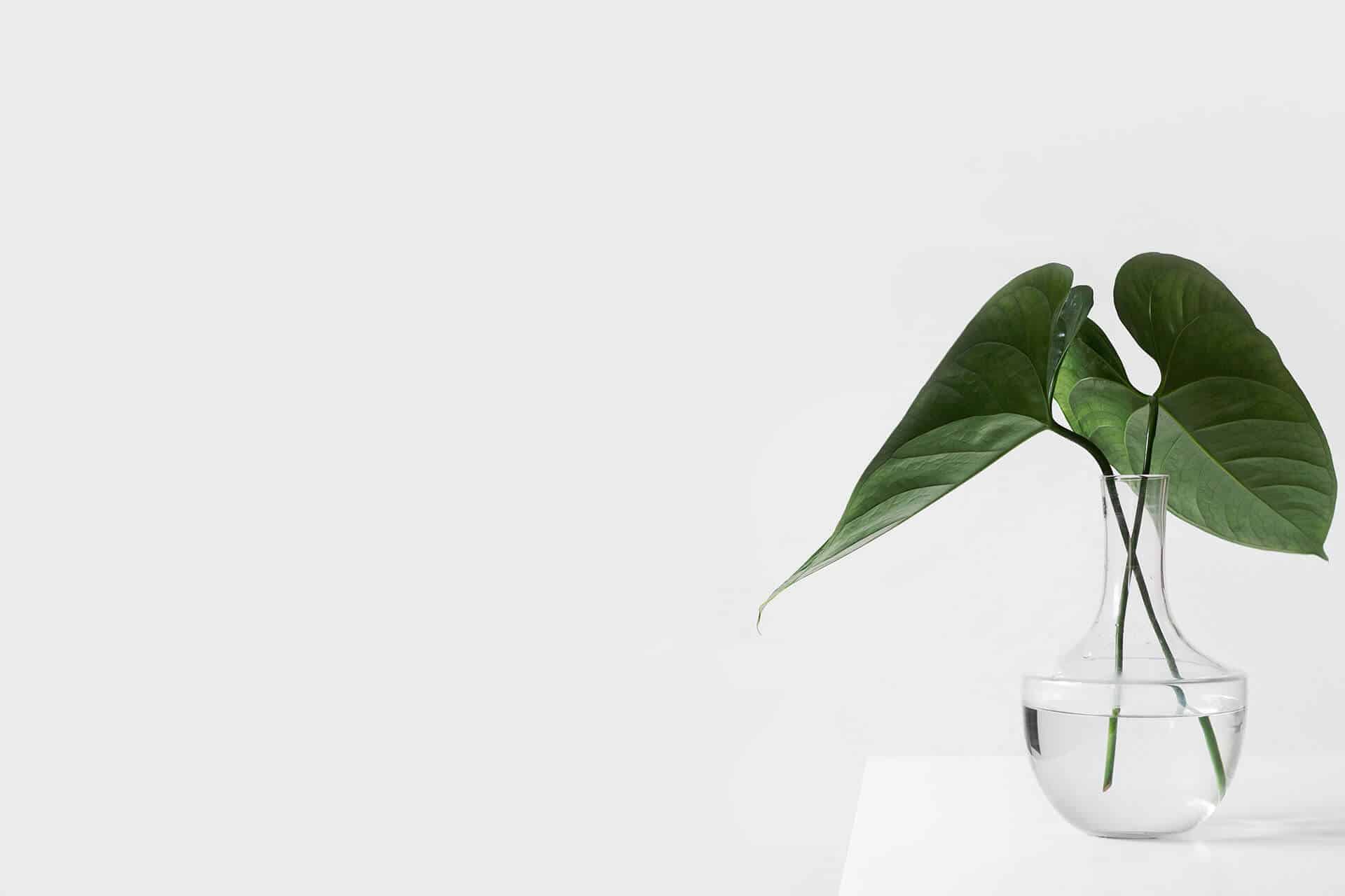 tarragindi-allied-health-integrated health services-sarah-dorweiler-unsplash